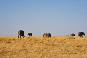 Visa Free Countries for UAE Residents — African regions